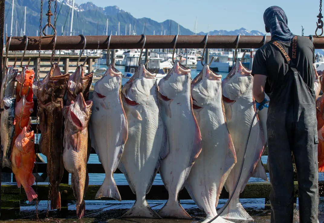 These fish were caught in one day of fishing in Resurrection Bay.