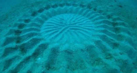 Pufferfish Create Underwater Crop Circles When They Mate