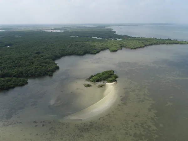 Beauty of Blue Forest Connectivity from a Bird’s-Eye View thumbnail