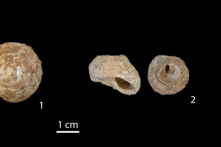 Snail shells found in Lebanon indicate humans were using modern tools before they reached Europe