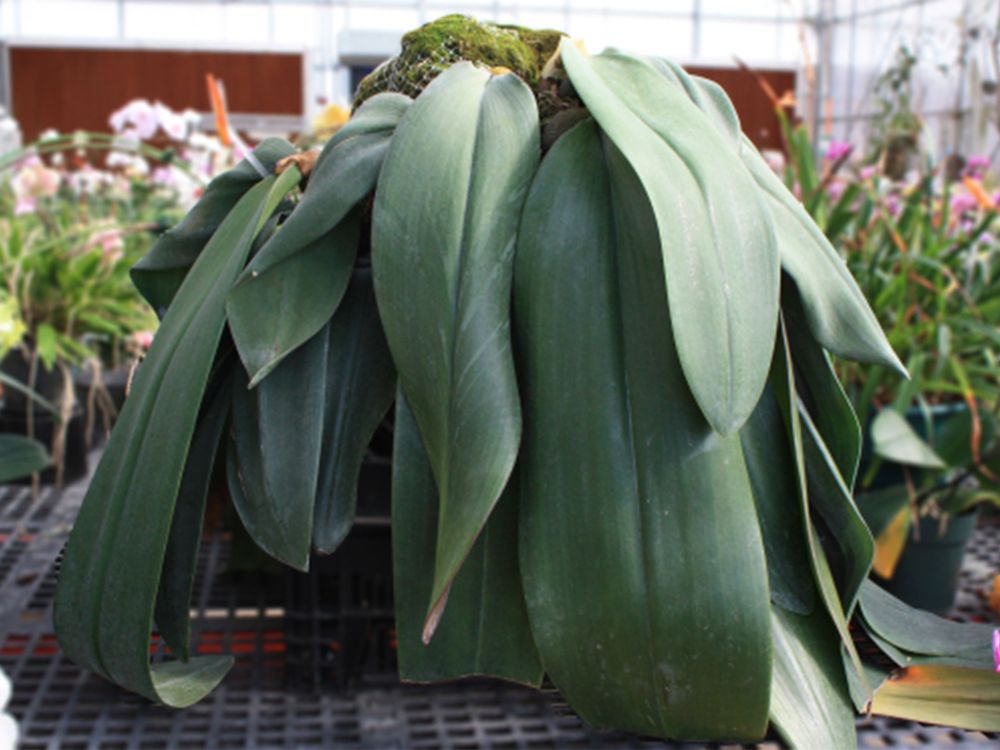 “Bucky’ and its large leaves