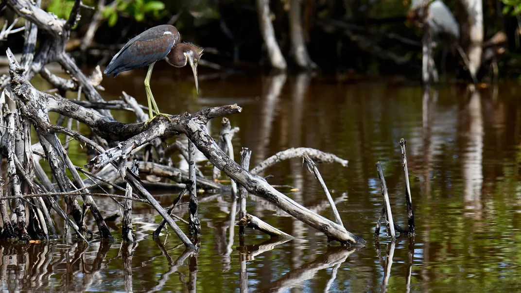 5 - Likely fishing for dinner, a tricolored heron waits patiently on branches of driftwood, prepared to strike.