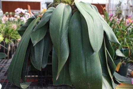 “Bucky’ and its large leaves