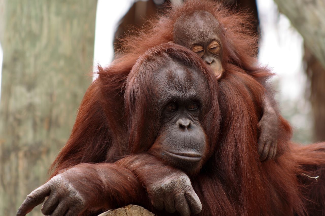 Wild Orangutans Can Breastfeed for Over Eight Years | Smart News|  Smithsonian Magazine