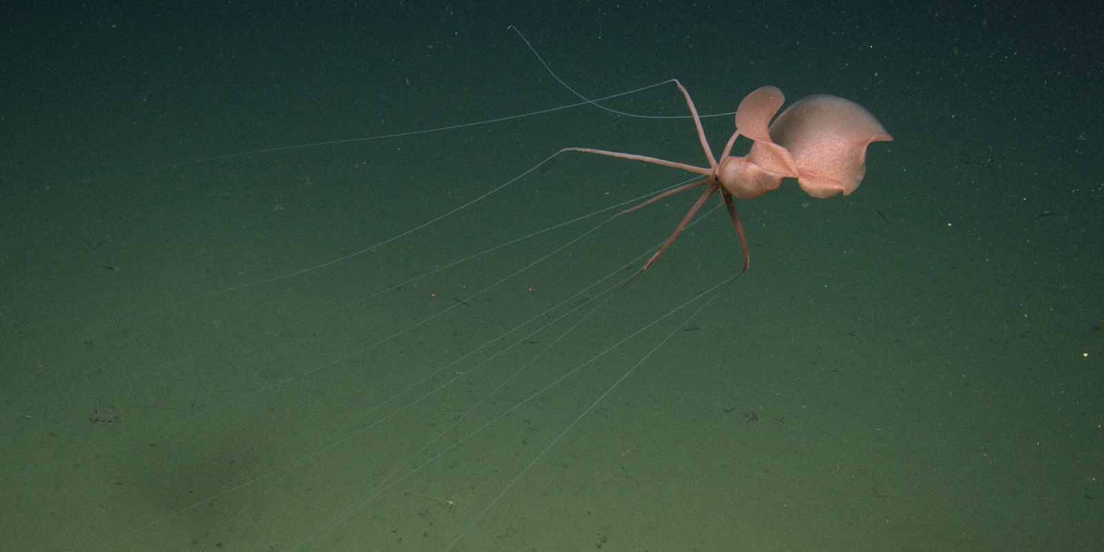 Watch an Elusive and Ethereal Bigfin Squid Float Above the Seafloor Off Central California