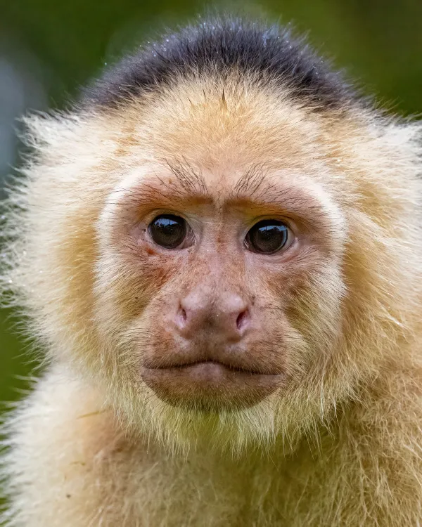 Portrait of Capuchin monkey in Costa Rica thumbnail