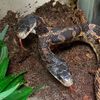 A Rare Two-Headed Snake Is Back on Exhibit at a Texas Zoo icon