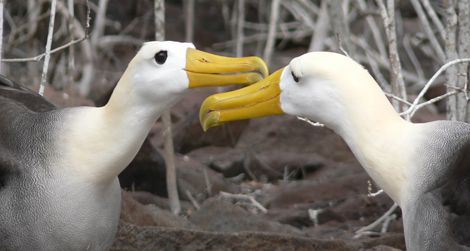 Two waved albatrosses