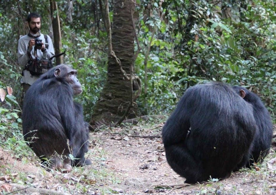 Nisarg Desai observes wild chimps known as Sandi, Ferdinand and Siri in Tanzania.