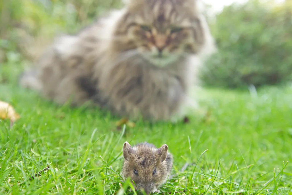 Cat watching mouse