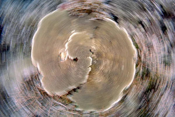 Swirling branching corals thumbnail