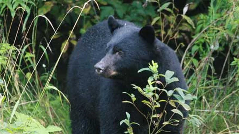 Black bear attacks on humans are rare but often begin as scuffles