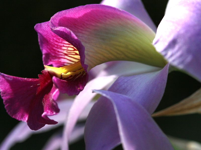 Iris in bloom Smithsonian Photo Contest Smithsonian Magazine