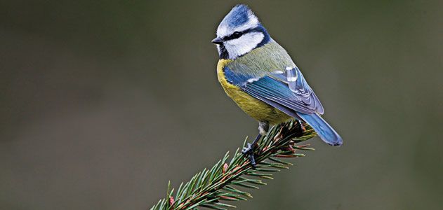 Wild-Things-blue-tit-songbird-631.jpg