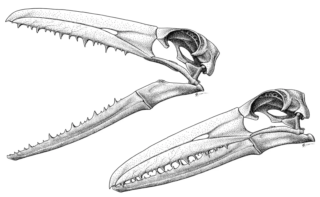 Pelagornis sandersi