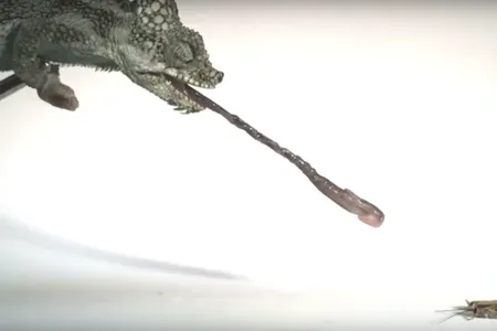 Trioceros hoehnelii, one of the 20 chameleons whose tongues a researcher tested for speed

