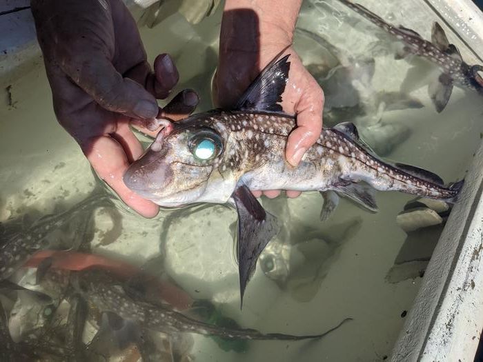 a ratfish