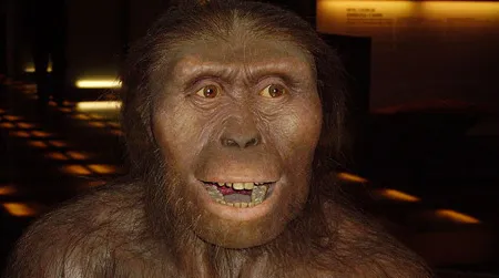 An artist’s reconstruction of Australopithecus afarensis, a species that can be called a hominid or a hominin.