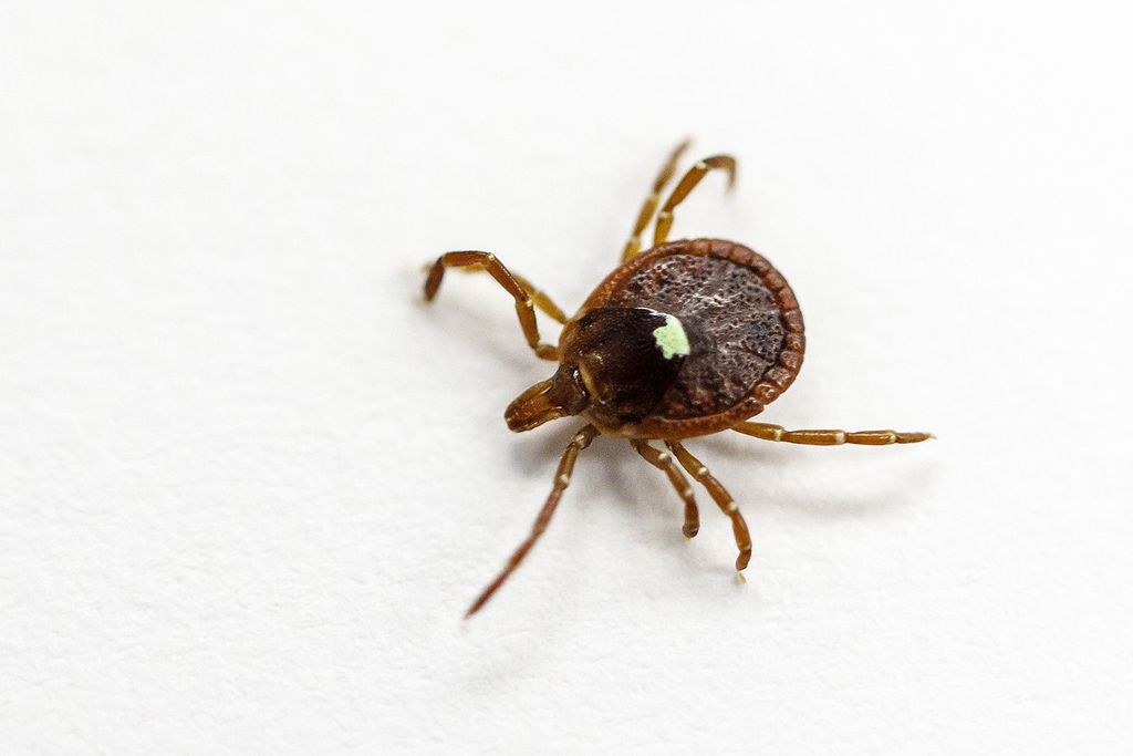 A lone star tick on a white background