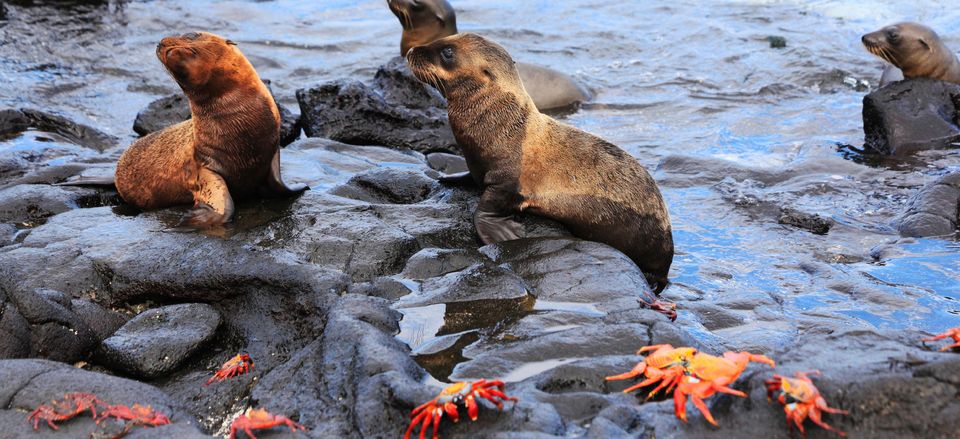  Seals and Sally Lightfoot crabs 