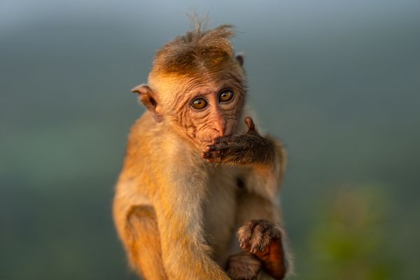 Toque Macaque Blowing a Kiss thumbnail
