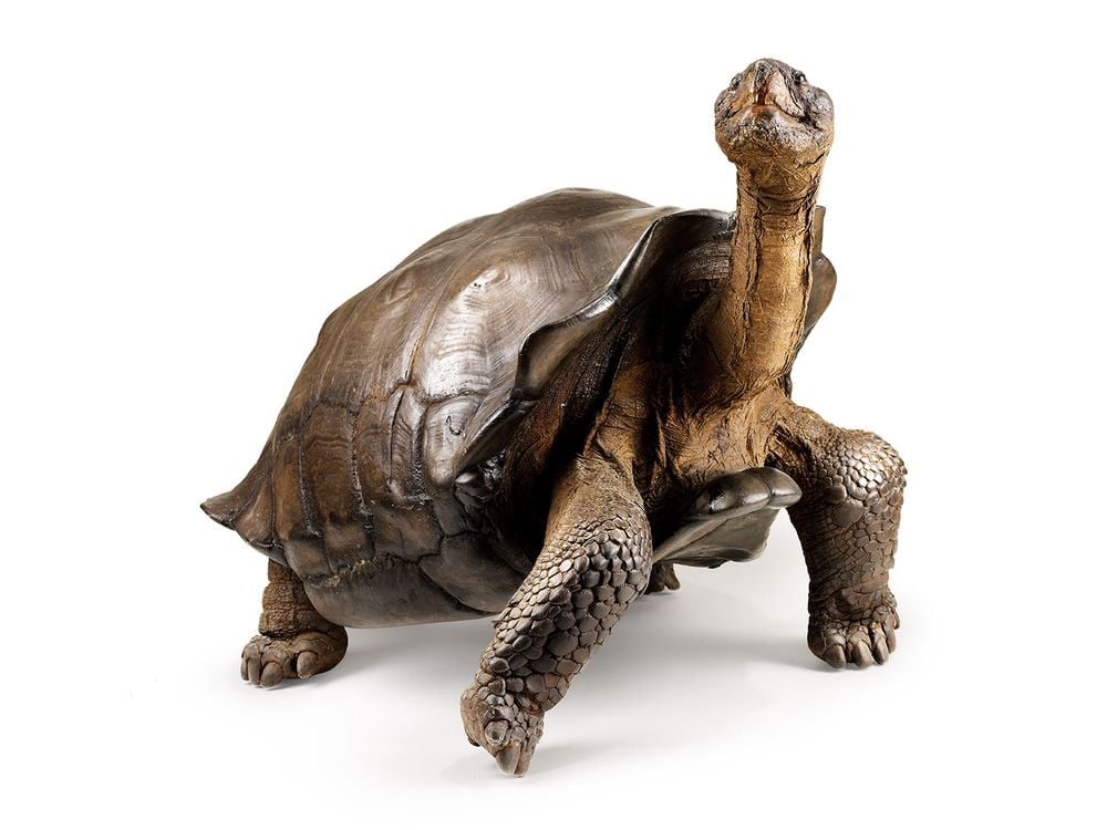 Galapagos tortoise