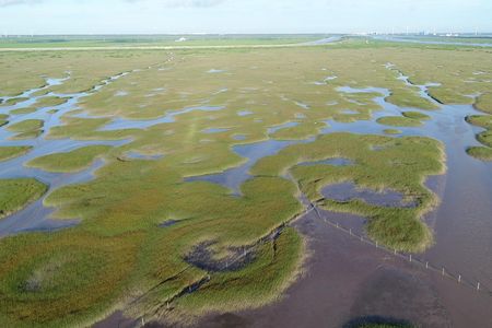 Salt marsh fairy circles may bounce back from environmental stresses because of their ability to merge and form a lush ecosystem after oxygen and nutrient depletion. 