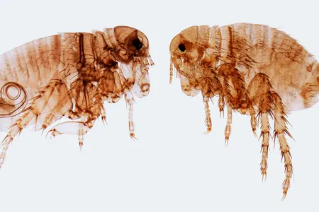 Yersinia pestis, the bacteria that cause plague, survives on fleas that live on rodents, like rats and rabbits.