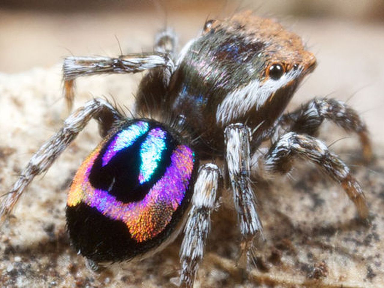 peacock_spider.jpg