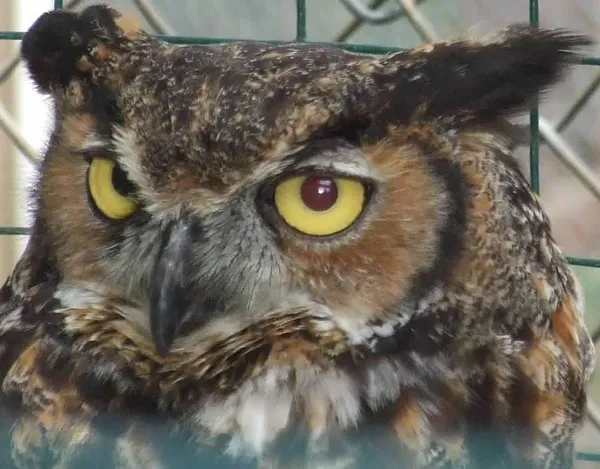 A Wise Owl thumbnail