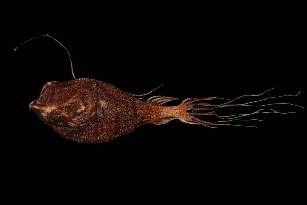 A reddish-orange anglerfish against a black background