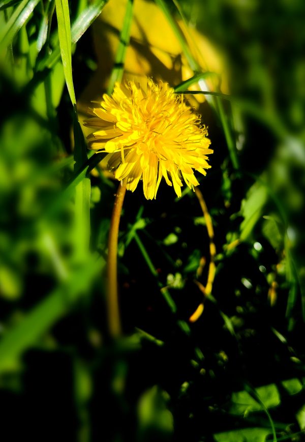 Golden Fragility thumbnail