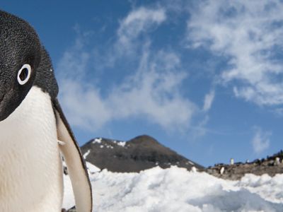 Antarctic penguins