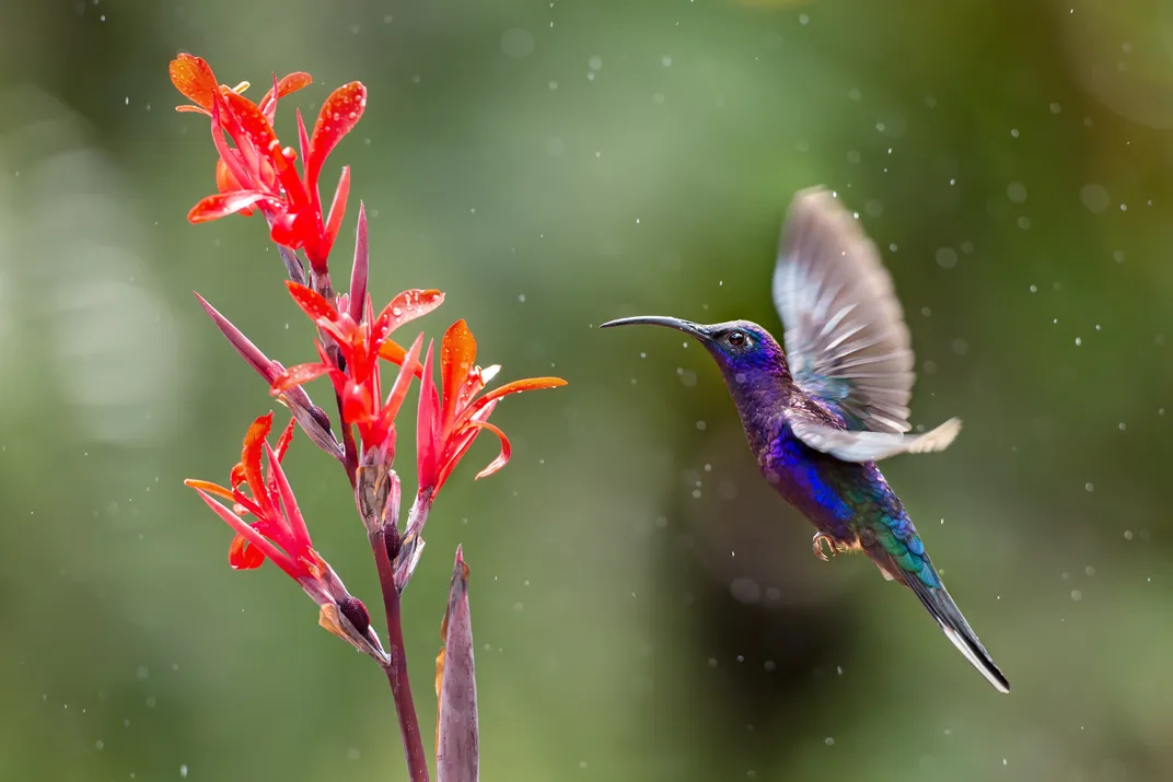 One of Costa Rica's delightful hummingbirds