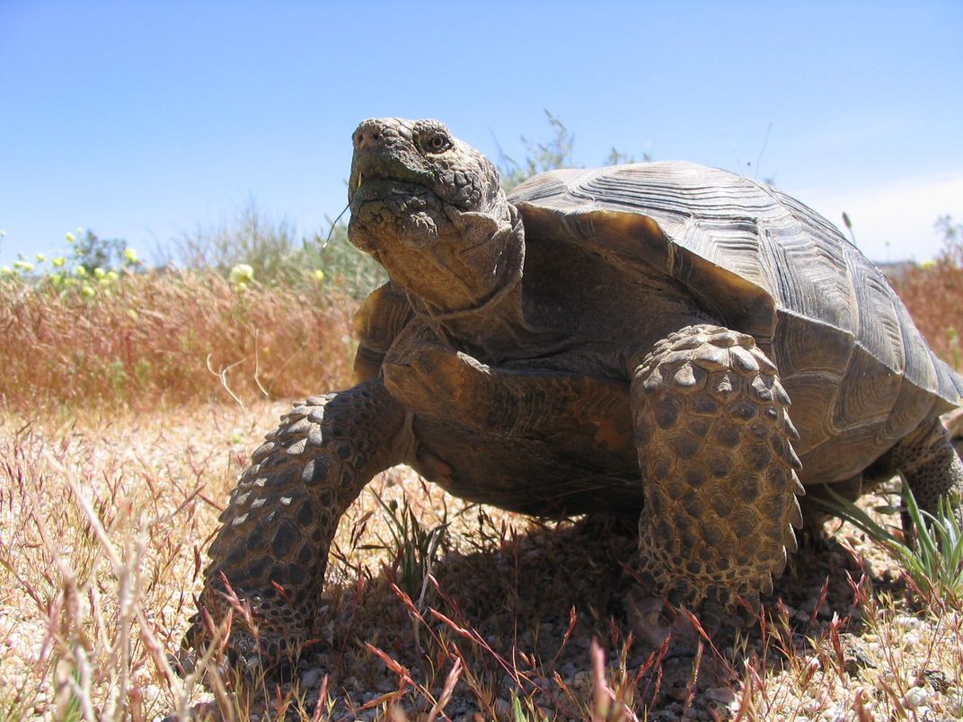 Male Tortoise