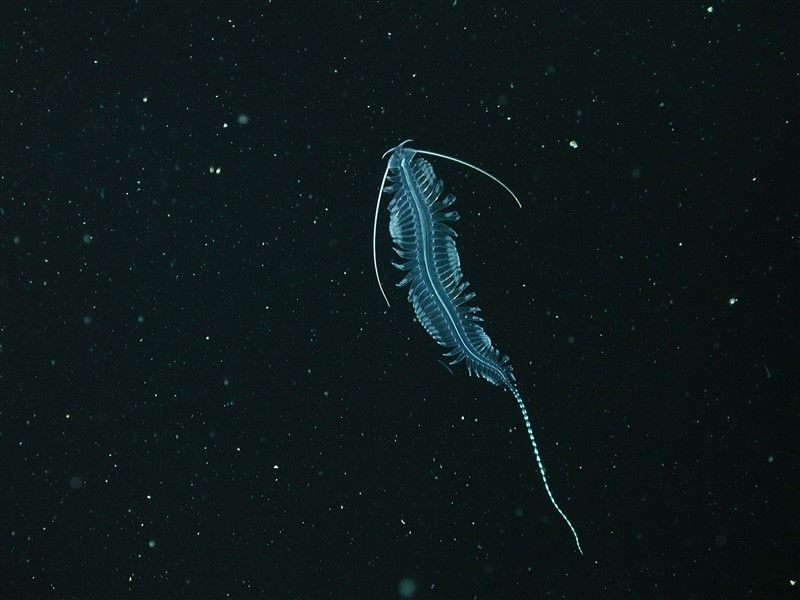 How Scientists Use Bioluminescent Deep-Sea Creatures to Fight — Oceans  Deeply