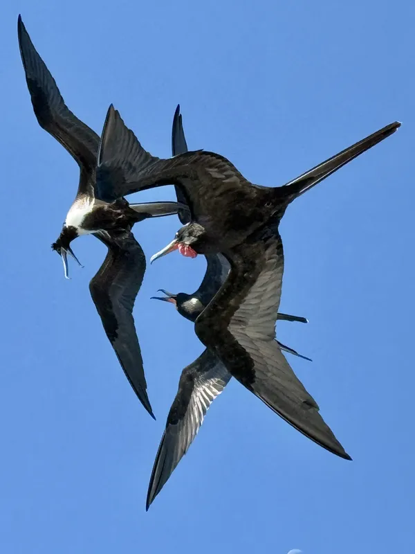 Three Magnificent Frigatebirds, a species found only in the Galapagos Islands thumbnail