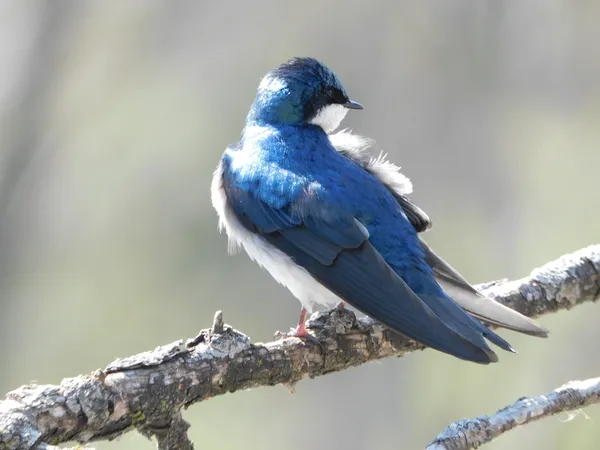 Tree Swallow at Rest thumbnail