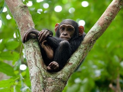 Around 1,400 chimps might lose their home in Congo. 