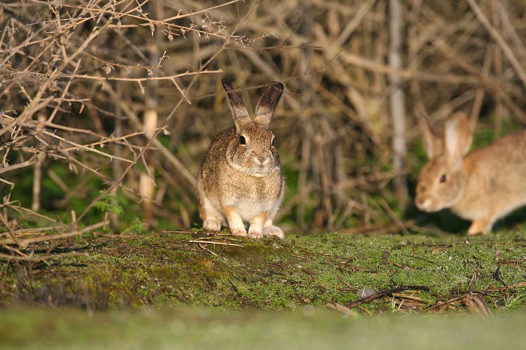An image of two riparian bush rabbits standing in the grass. Both rabbits are small and tan in color.
