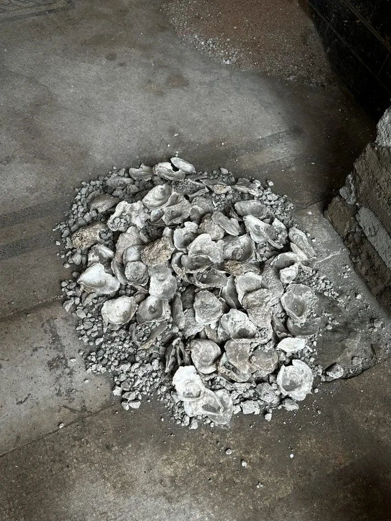 Pile of oyster shells on the ground