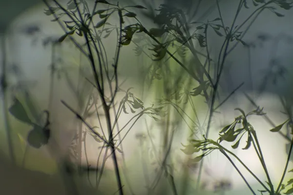 Nature through binoculars thumbnail