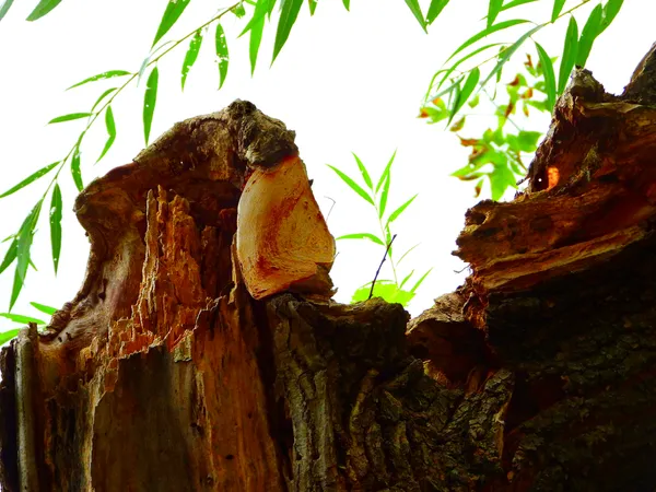 Grizzly Bear Confronts Wolf thumbnail