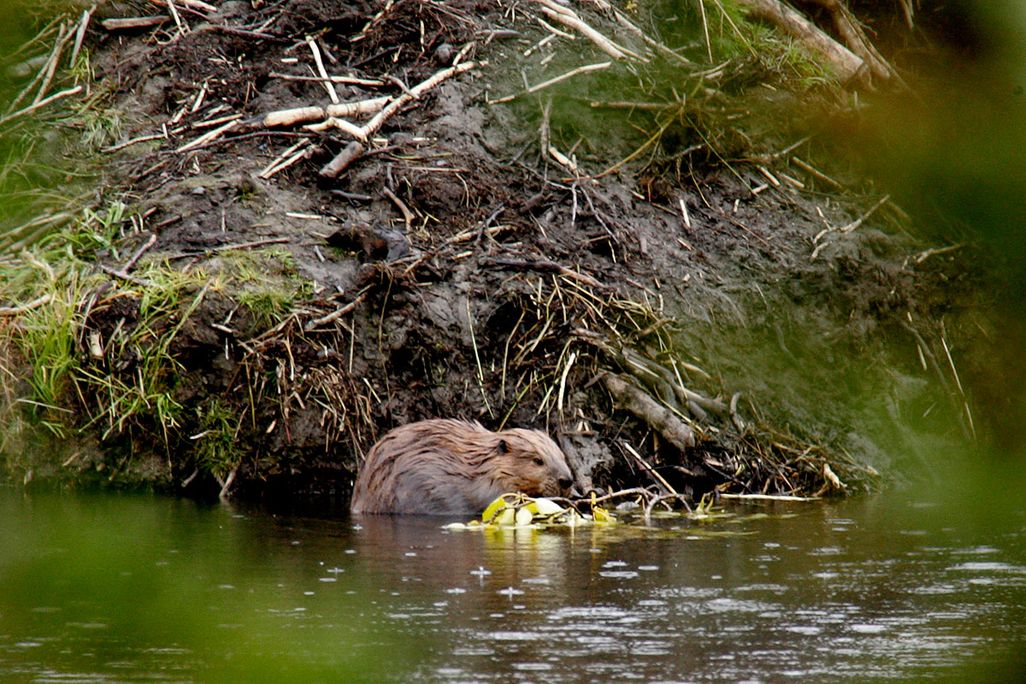 A beaver sits in the water in front of a wall of mud. It's gnawing on a stick, and mud, roots and vegetation surround the water.