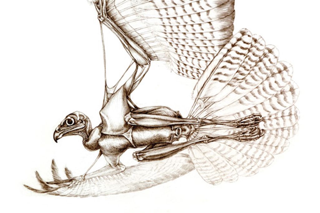 buzzard