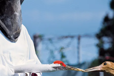 To prevent young birds from imprinting on humans, flock manager Jane Chandler dons a white gown and a mask. She uses a puppet to teach them survival skills.