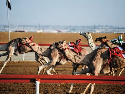 Robot jockeys ride camels in Abu Dhabi.
