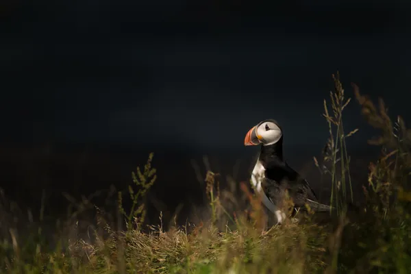 Puffin in Iceland thumbnail