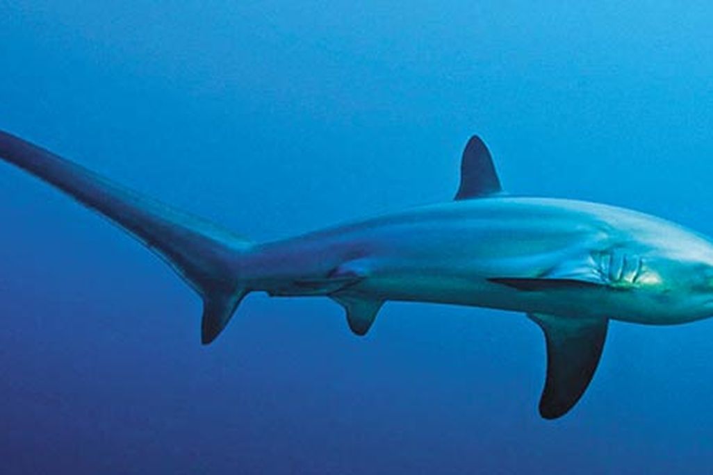 Thresher Shark