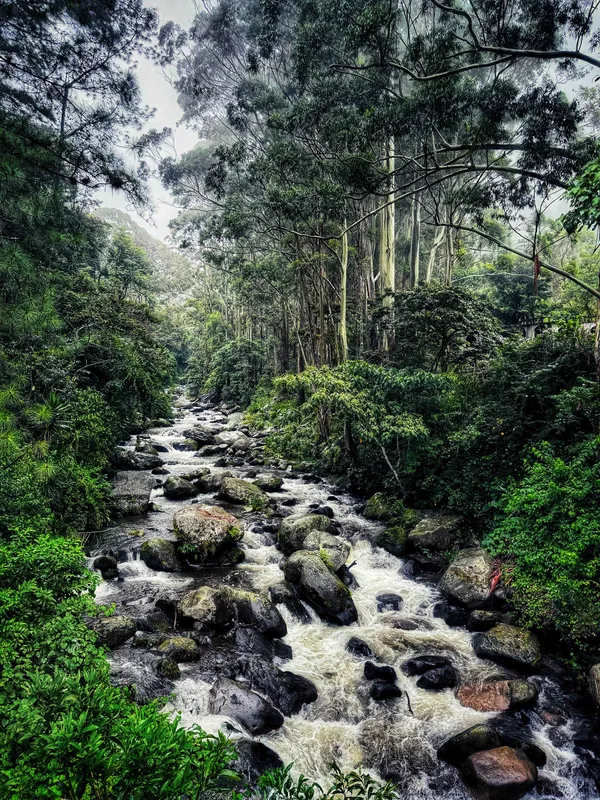 Rainforest River thumbnail